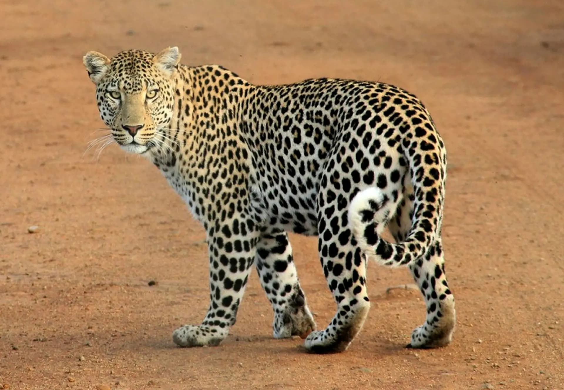 Wildlife Safari